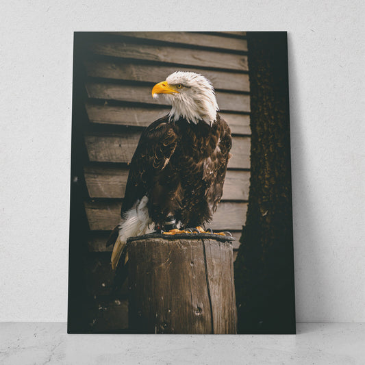 Águila americana (Vertical) #AN01_07
