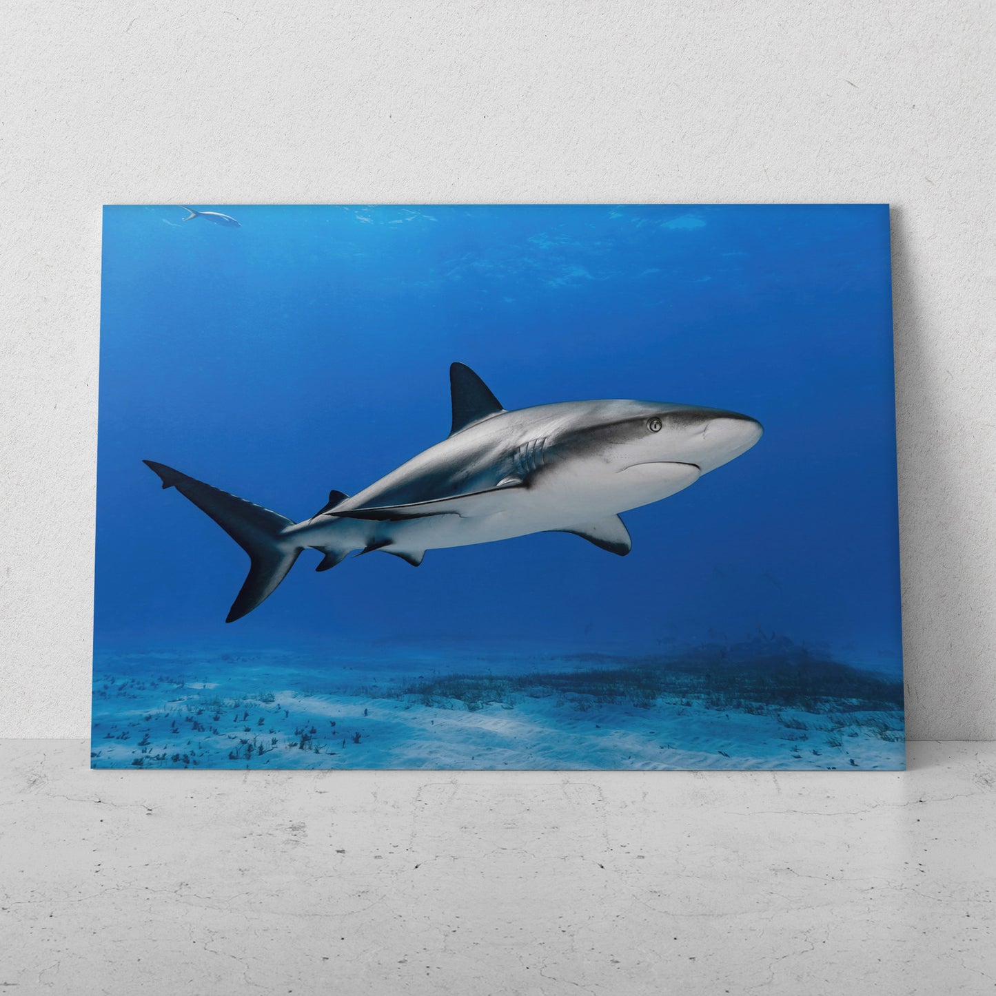 Tiburón nadando (Horizontal) #AN02_19