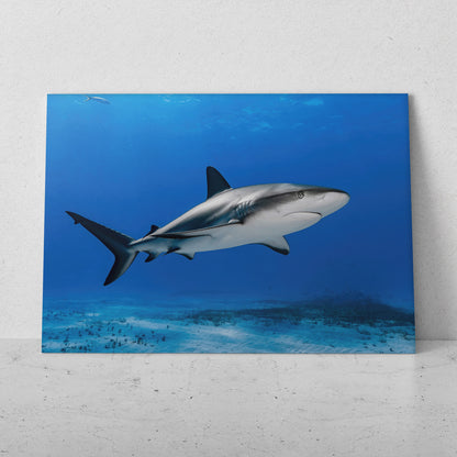 Tiburón nadando (Horizontal) #AN02_19