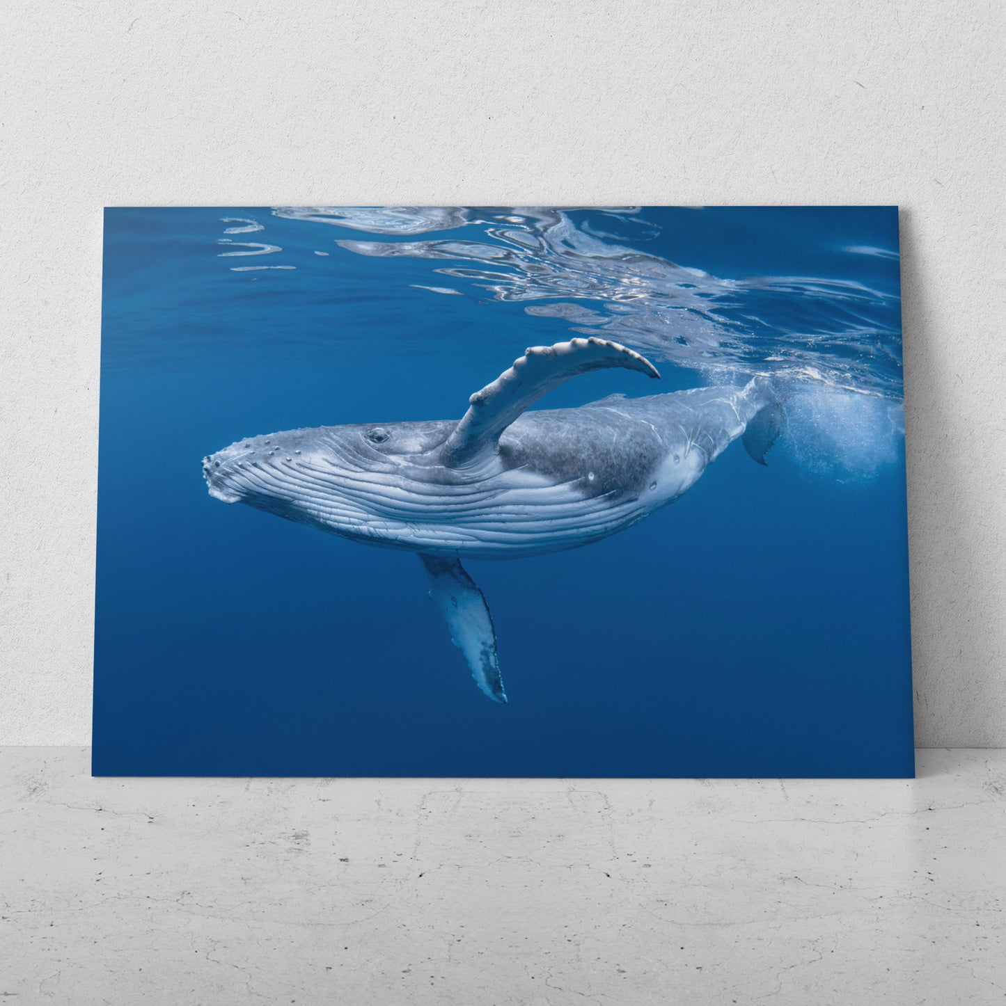 Ballena azul en el mar (Horizontal) #AN02_23