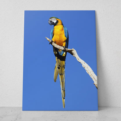 Guacamaya en un árbol (Vertical) #AN03_10