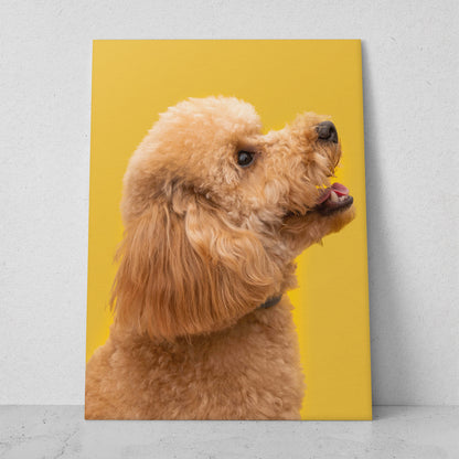 Poodle saliendo de la estética (Vertical) #AN06_029