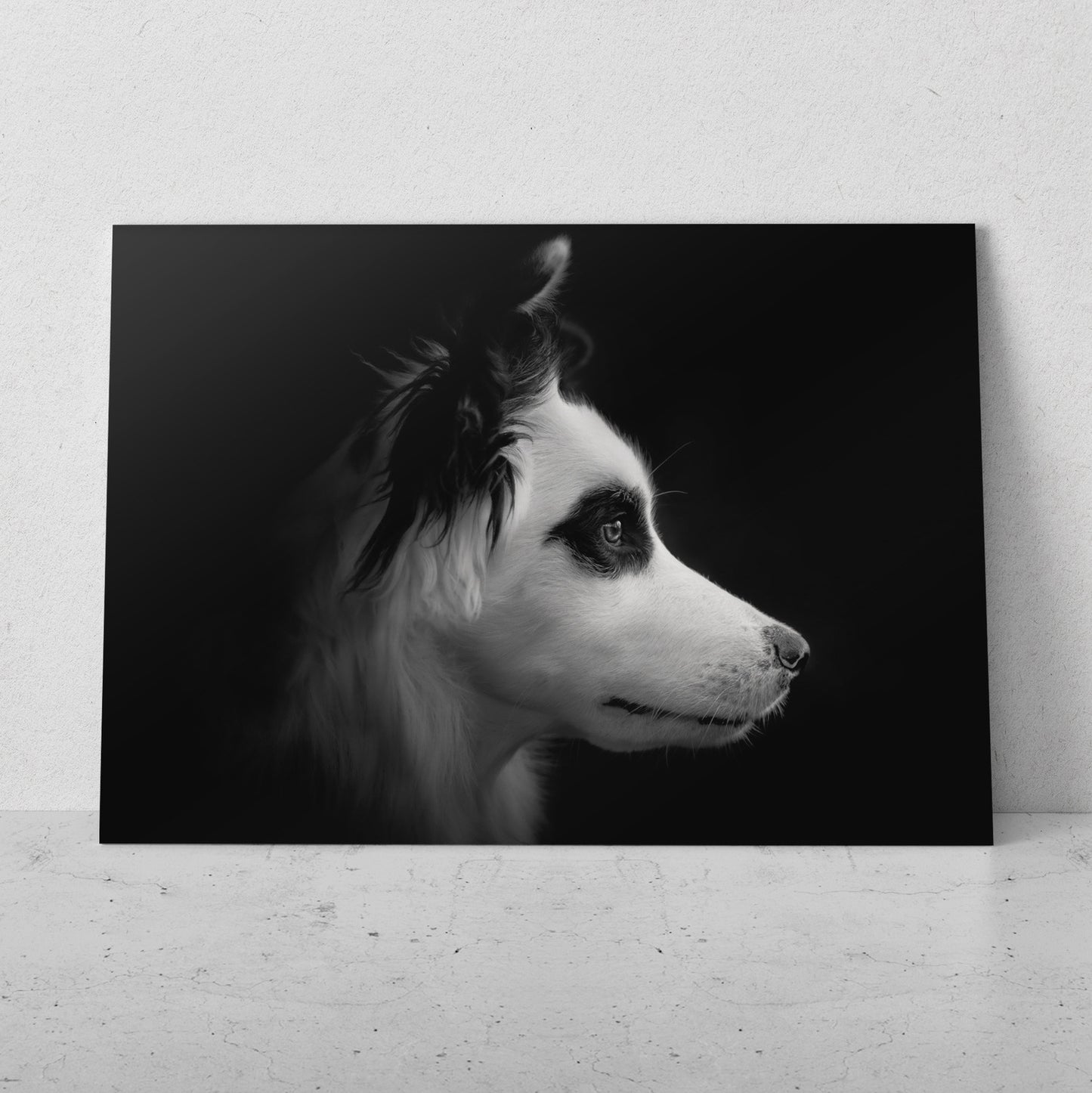 Border Collie atento (Horizontal) #AN06_164