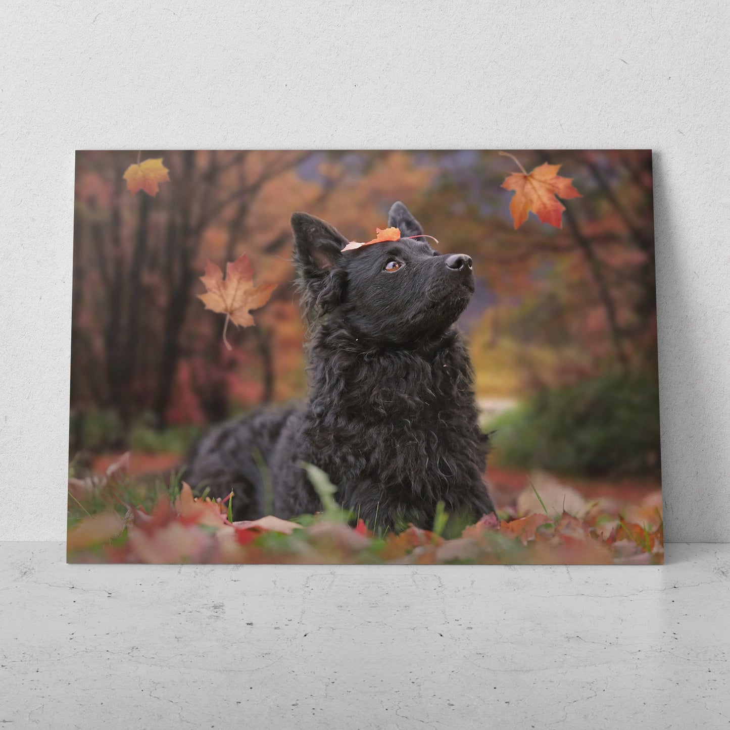 En el bosque  (Horizontal) #AN06_191