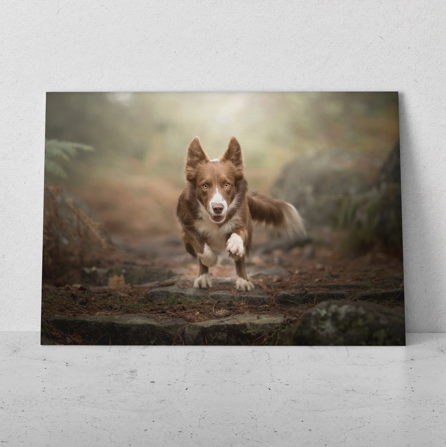 Border Collie veloz  (Horizontal) #AN06_193