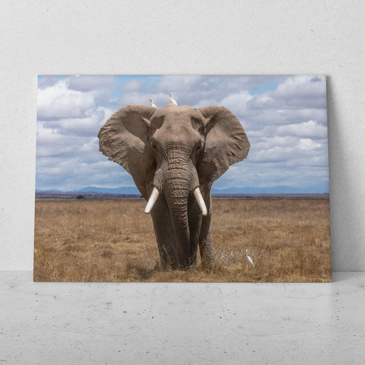 Elefante con pájaros (Horizontal) #AN10_28