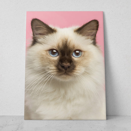 Gato Siamés (Vertical) #AN12_041