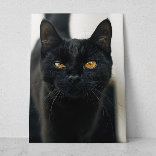 Guiño de gato (Vertical) #AN12_051