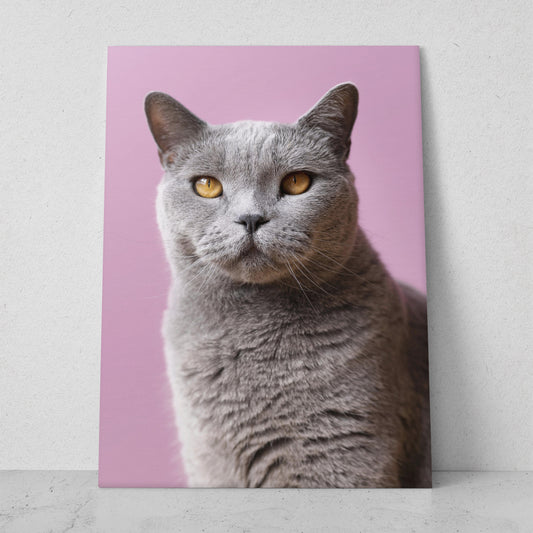 Gato gris sobre fondo rosa (Vertical) #AN12_054