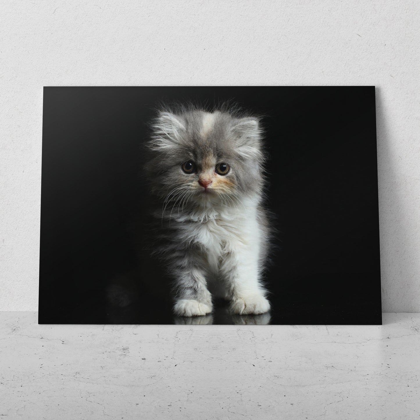 Gatito bebé (Horizontal) #AN12_126