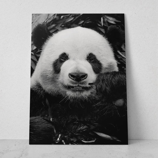 Panda comiendo bambú (Vertical) #AN17_02