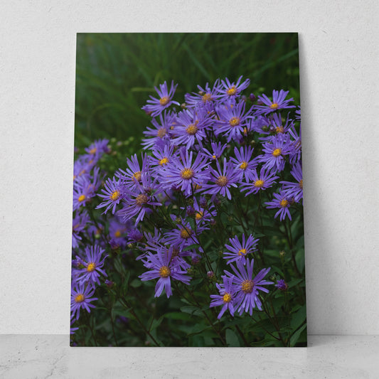 Margaritas moradas (Vertical) #FP_053