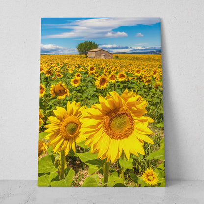 Campo de girasoles (Vertical) #FP_096