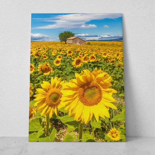 Campo de girasoles (Vertical) #FP_096