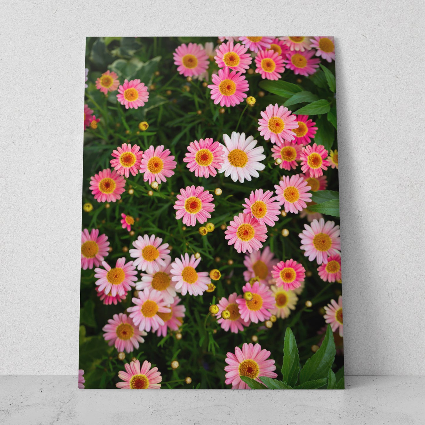 Margaritas de colores (Vertical) #FP_099