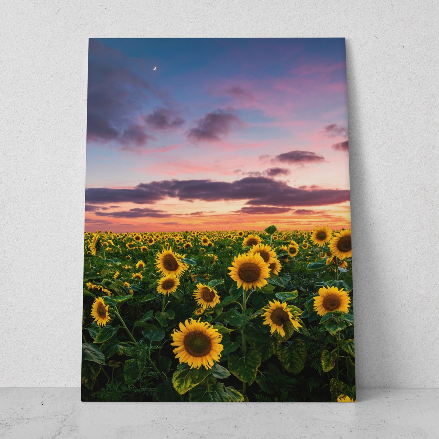 Campo de girasoles al atardecer (Vertical) #FP_123
