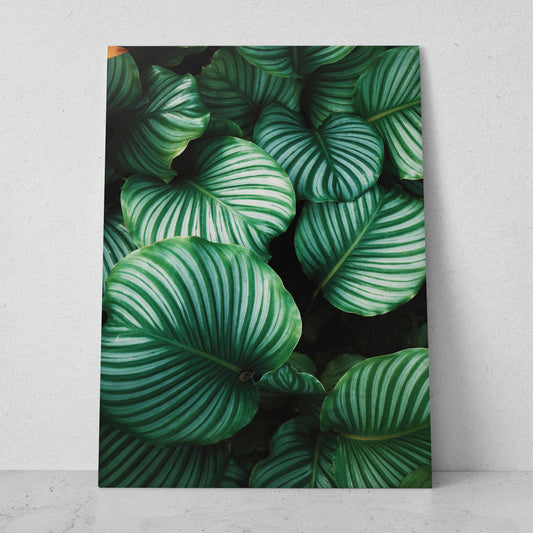 Planta de hojas verde con blanco (Vertical) #FP_127