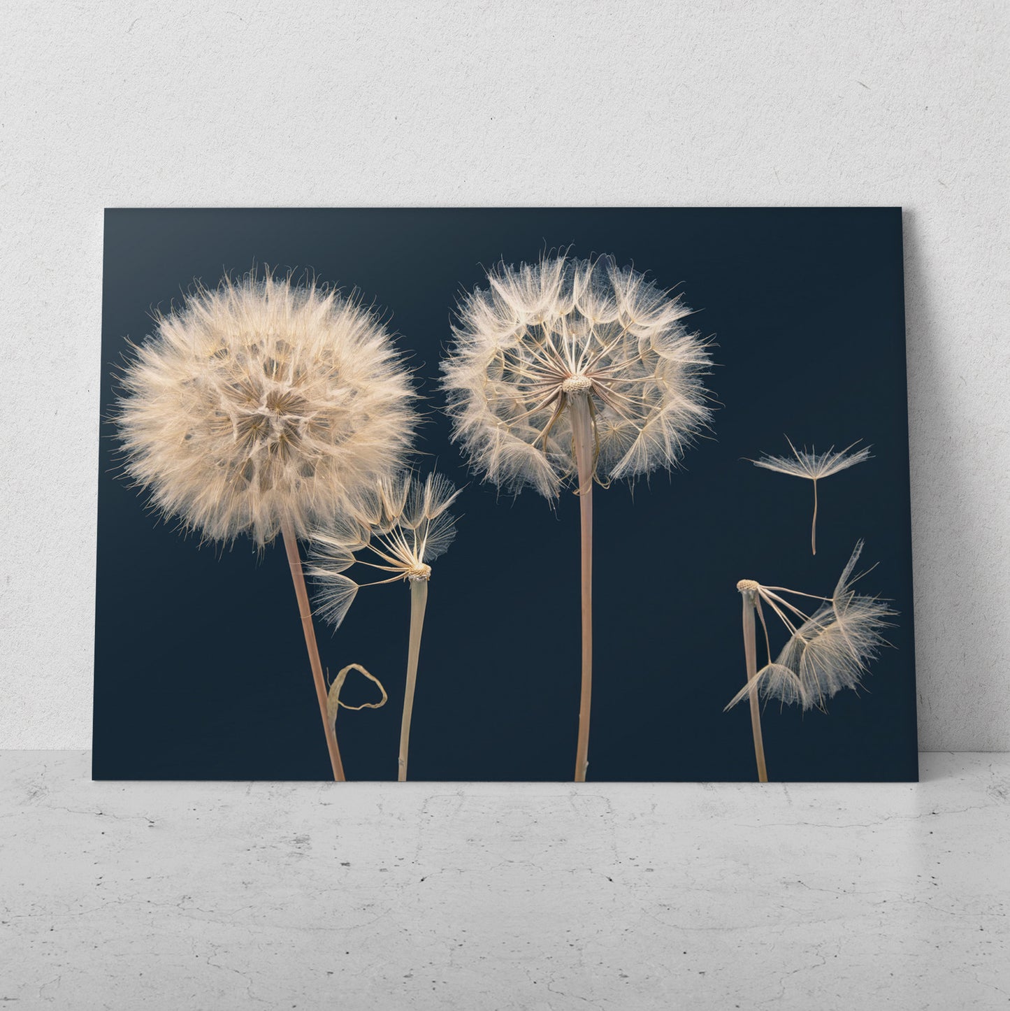 Dientes de león fondo negro (Horizontal) #FP_135