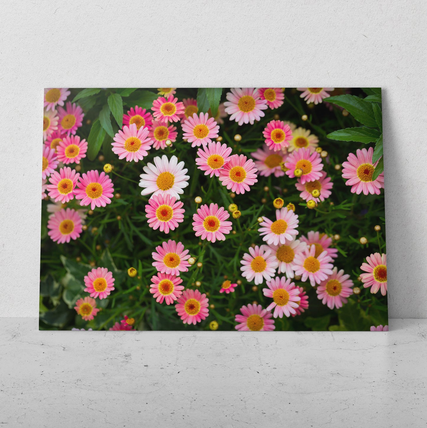 Margaritas de colores (Horizontal) #FP_150