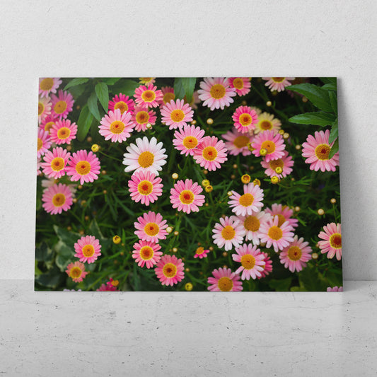 Margaritas de colores (Horizontal) #FP_150