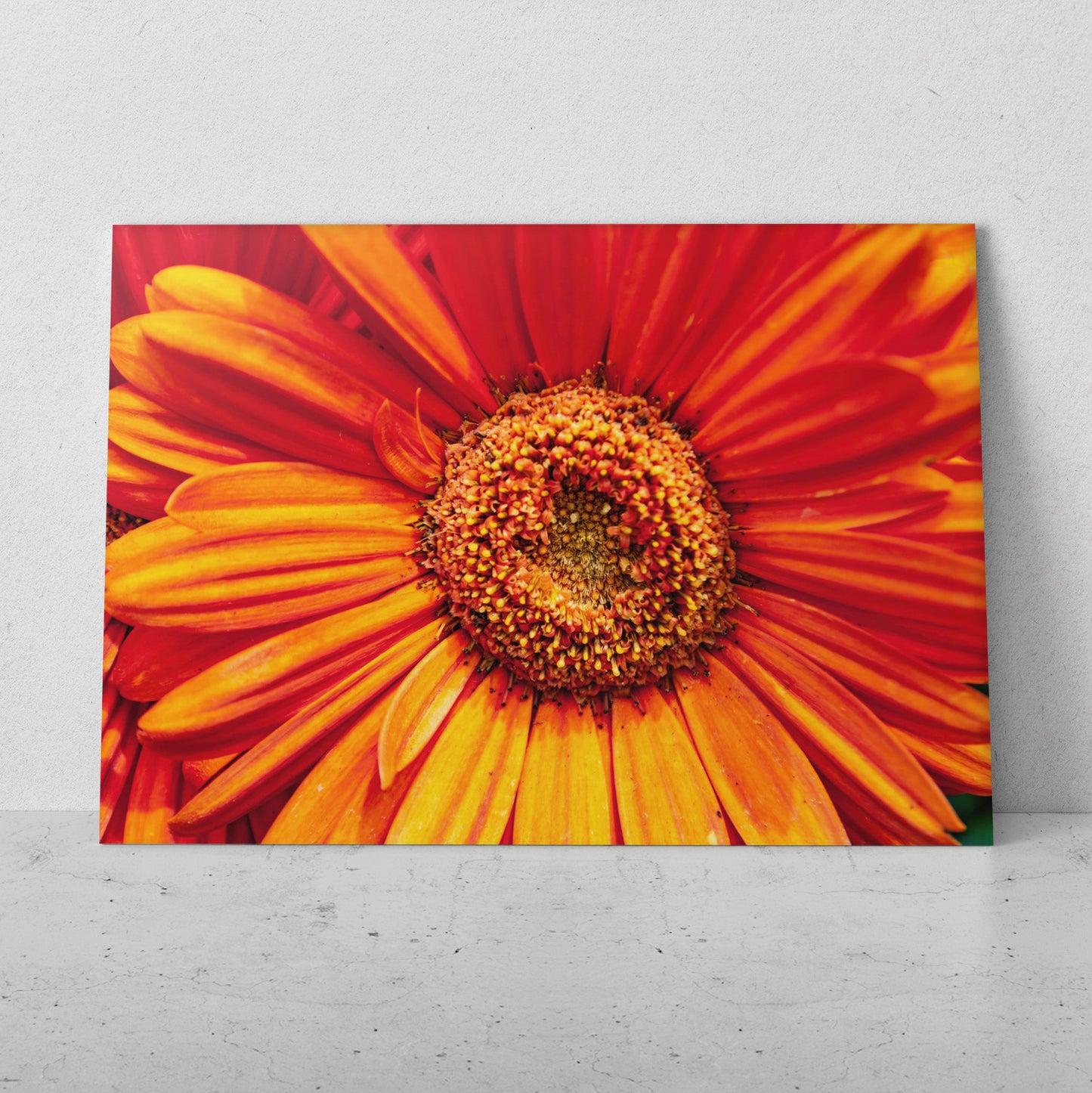 Centro de gerbera (Horizontal) #FP_157