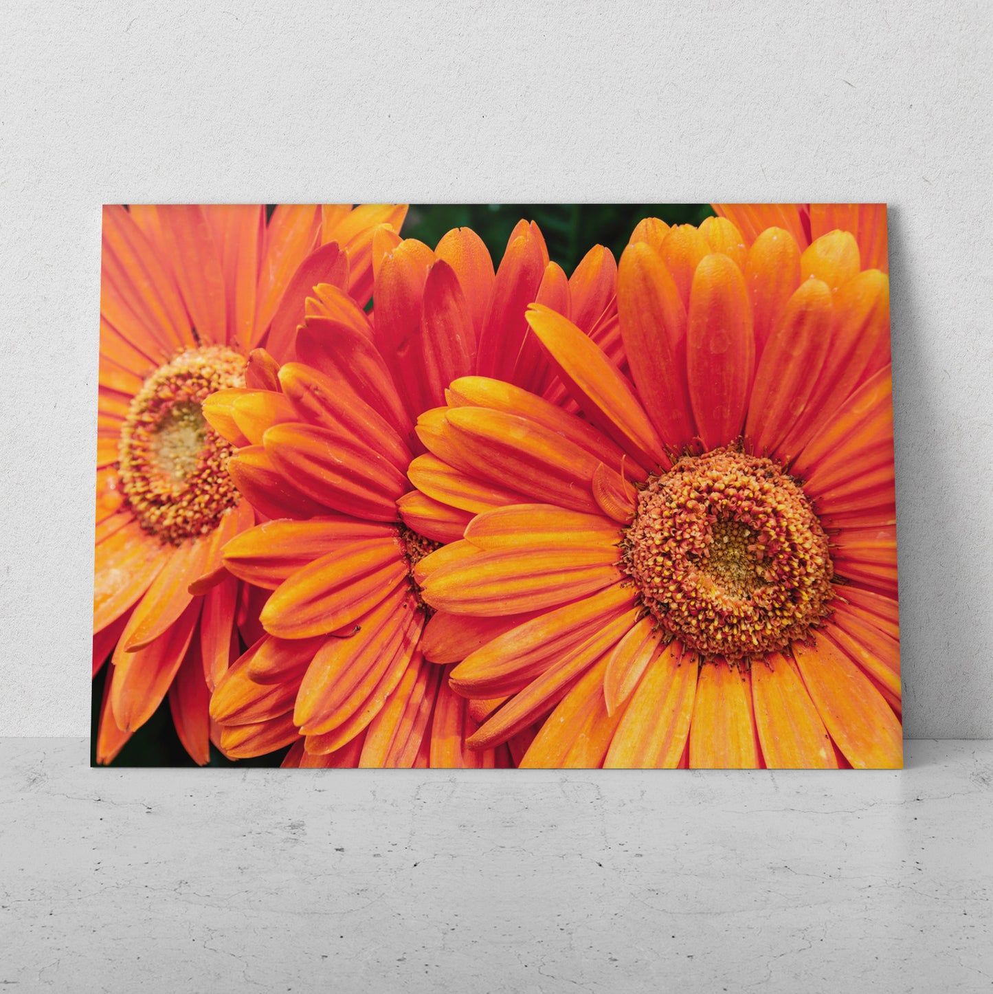 Gerberas naranjas (Horizontal) #FP_167