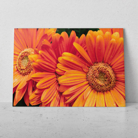 Gerberas naranjas (Horizontal) #FP_167