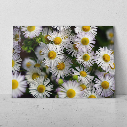 Flores blancas con amarillo (Horizontal) #FP_178