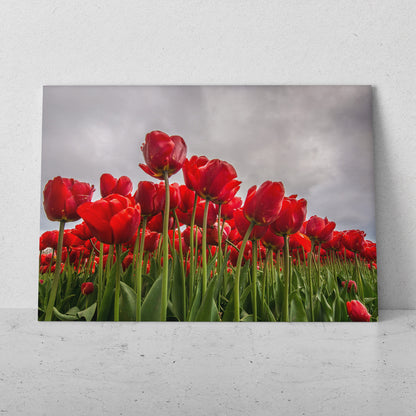Campo de tulipanes rojos (Horizontal) #FP_200