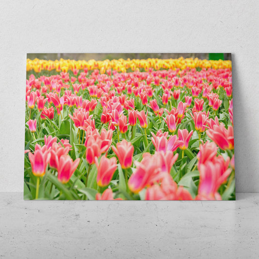 Campo de tulipanes de colores (Horizontal) #FP_203