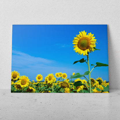 Campo de girasoles en Italia (Horizontal) #FP_204