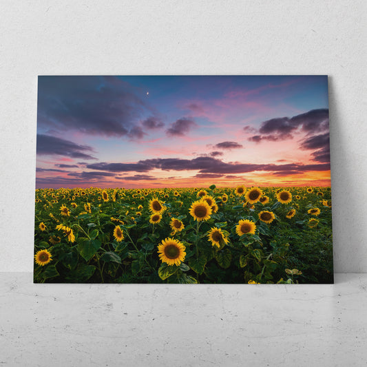 Campo de girasoles al anochecer (Horizontal) #FP_205