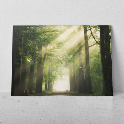 Filtración del sol en el bosque (Horizontal) #PN09_53